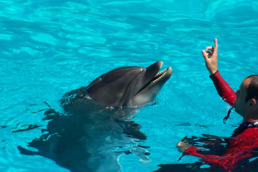 Tips para nadar con delfines
