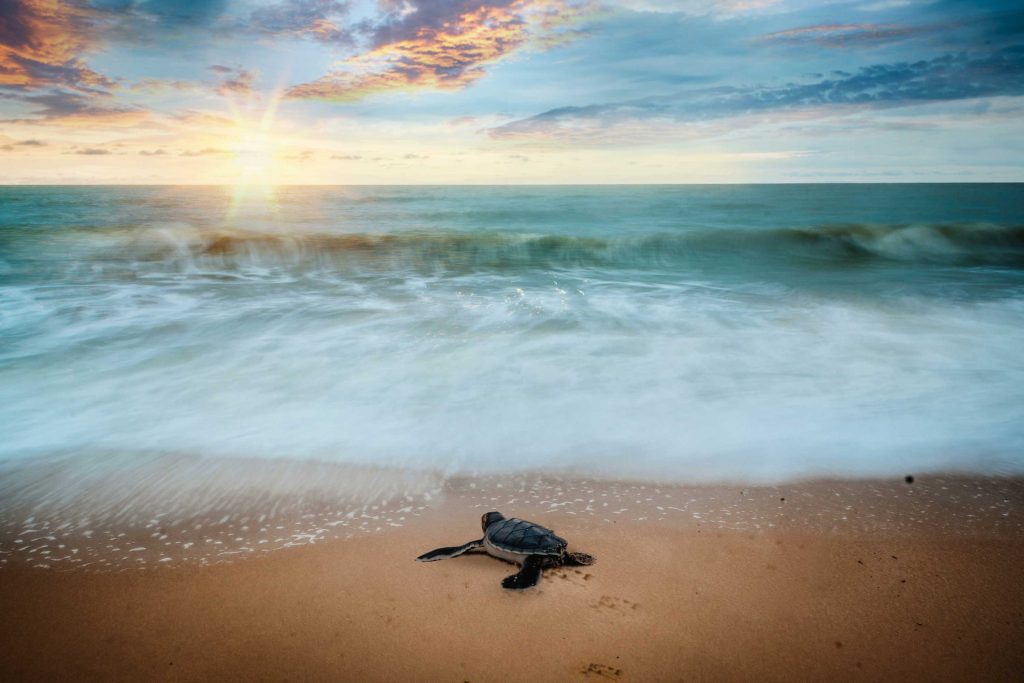Liberación de tortugas en Puerto Vallarta