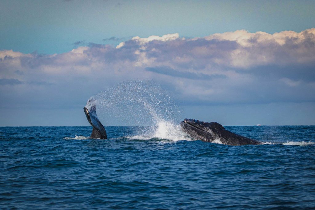 Vive el avistamiento de ballenas en Puerto Vallarta